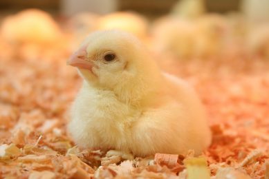 Poultry World to host seminar on Smart Poultry Farming