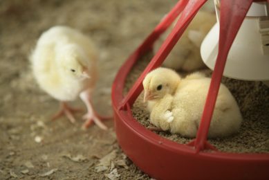 The aim of any gut health program is to protect flock health by establishing and maintaining a stable, normal flora immediately after hatching and continu to do so during grow out. Photo: Koos Groenewold