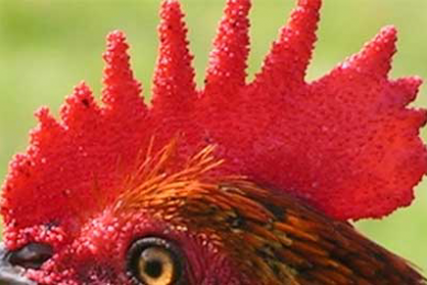 Comb: Important trait for chicken selection