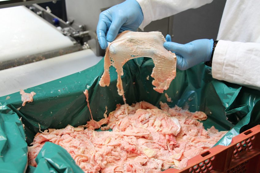The skin becomes a more and more important product, both from a valorization point of view and to reduce processing waste. Photo: Dick van Doorn