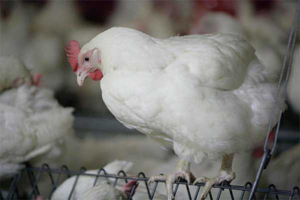 Broilers benefit from low protein diet