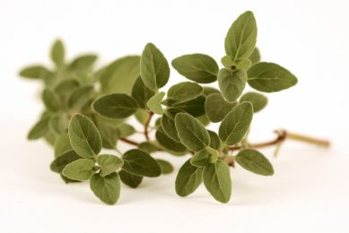 Digestibility no. 1 reason for phytogenic use