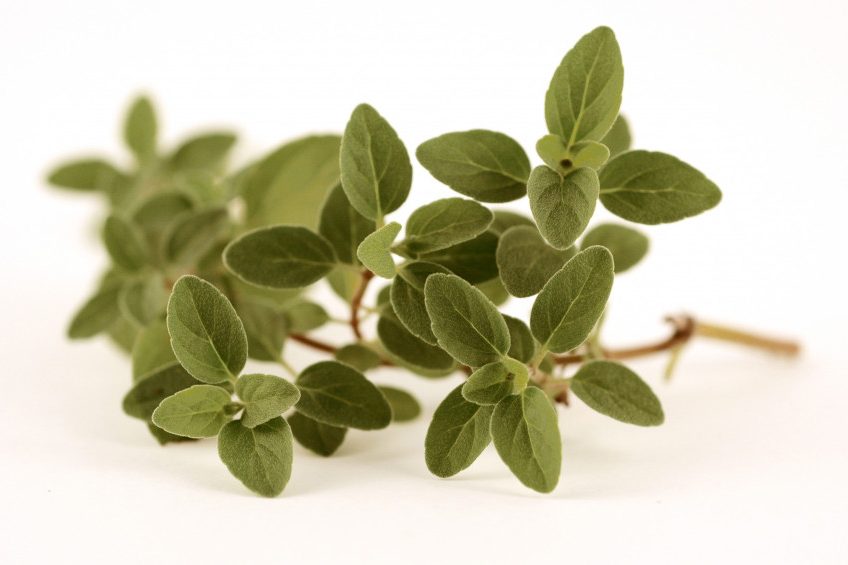 Digestibility no. 1 reason for phytogenic use