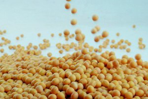 Animal consumption reason for higher soy export to EU