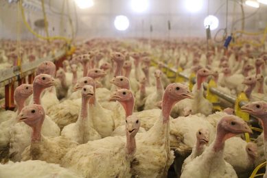Vanoverberghe only breeds hens now. Turkey males, slaughtered at 21 weeks, involve more risks than hens, that leave the company at 16 weeks. Photo: Dick van Doorn
