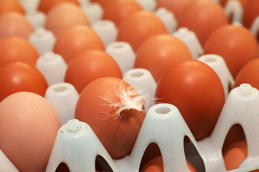 Costco will continue to increase the percentage of cage free produced eggs over time, with a goal of eventually getting to 100%. Photo: Henk Riswick