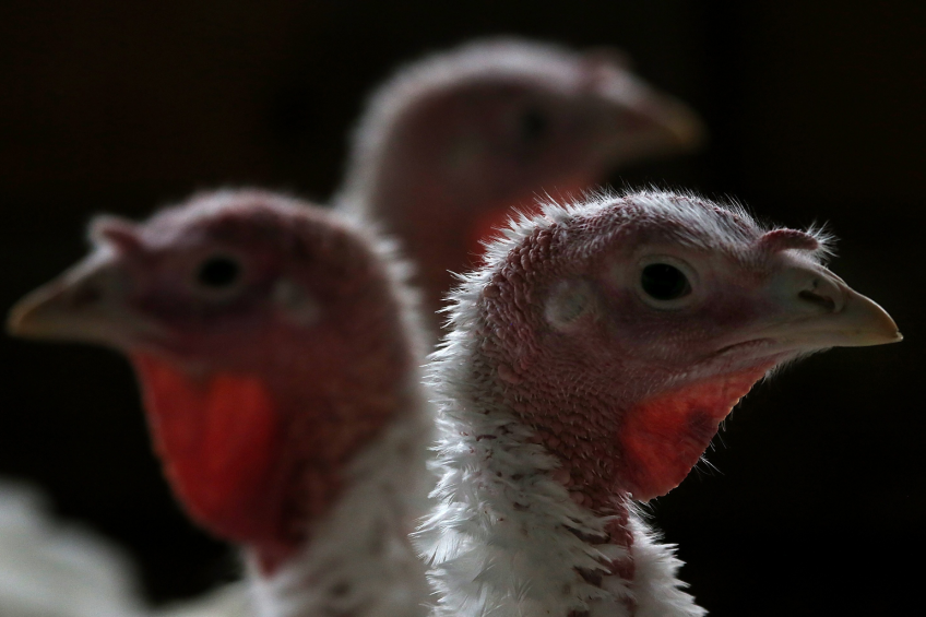 US: Dakota reports first H5N2 case in turkey flock