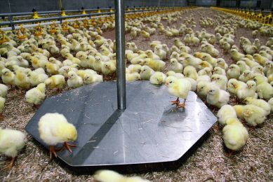 Recording bird weight daily at a set time, gives a clear indication on how the flock is doing. Photo: Roxell