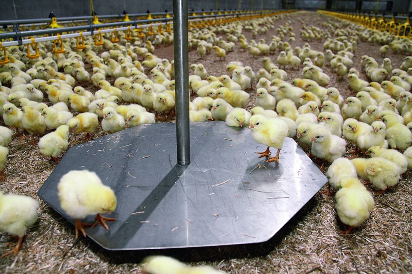 Recording bird weight daily at a set time, gives a clear indication on how the flock is doing. Photo: Roxell
