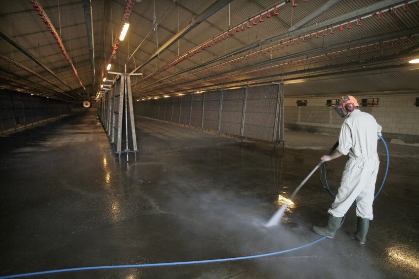 Two cleaning and disinfecting programmes were evaluated regarding their influence on productive performance, elimination of Campylobacter. Photo: Koos Groenewold