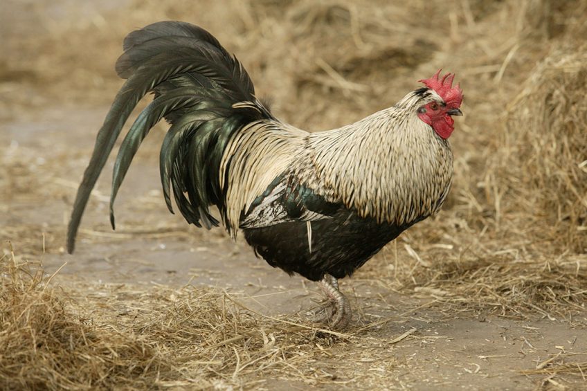 Small scale farmers selling of birds in times of disease may increase the likelihood of widespread disease transmission. Photo: Henk Riswick