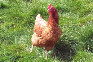 Specialist poultry farm incomes in UK to drop