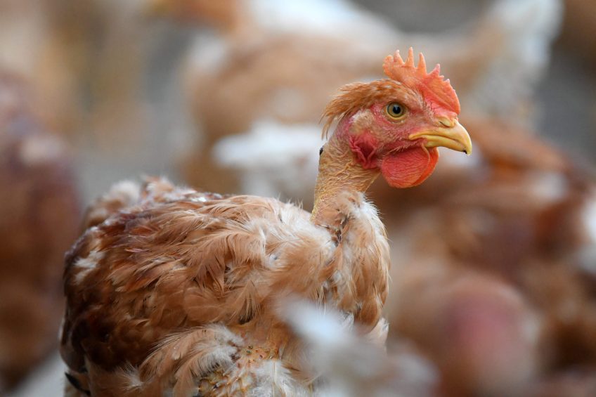 Approach antibiotic resistance head on. Photo: ANP - jean-Francois Monier