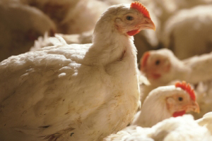 MRSA found in 8% of Dutch broiler farms