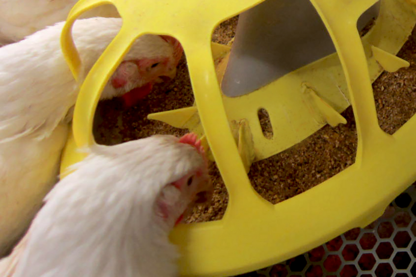 Roxell launches new feeder pan for heavy broilers