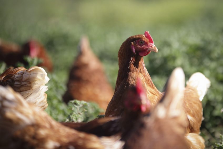 Enter now for farming Oscars. Photo: LODI Franck/ SIPA / REX/ Shutterstock