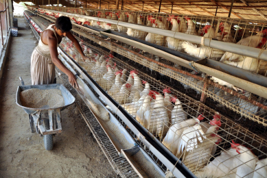 Pakistan import duties prompt parent stock fears