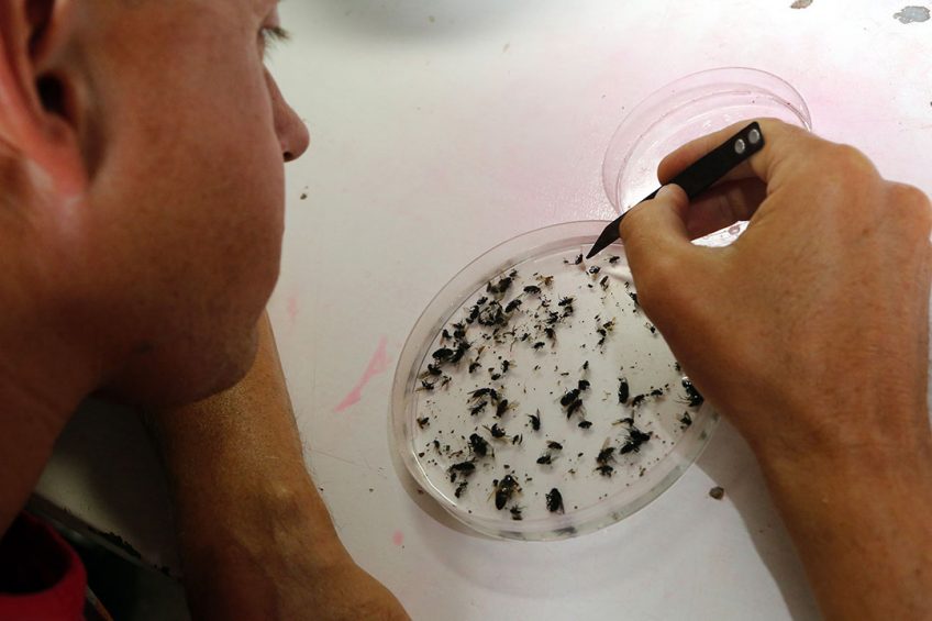 Using flies to turn waste into protein for animal feed is a process that is ready to scale up. Photo: Henk Riswick