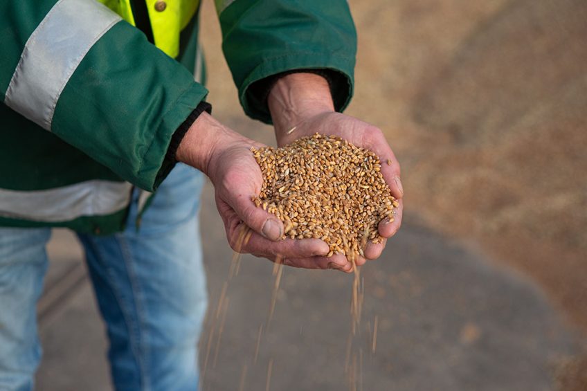 Brazil has produced 257.8 million tons of grains an historical record. Photo: Peter Roek