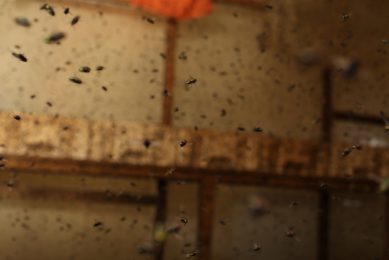 The fully closed insect production system of ZooProtein uses the common Greenbottle fly to re-process poultry waste. Photo: ZooProtein