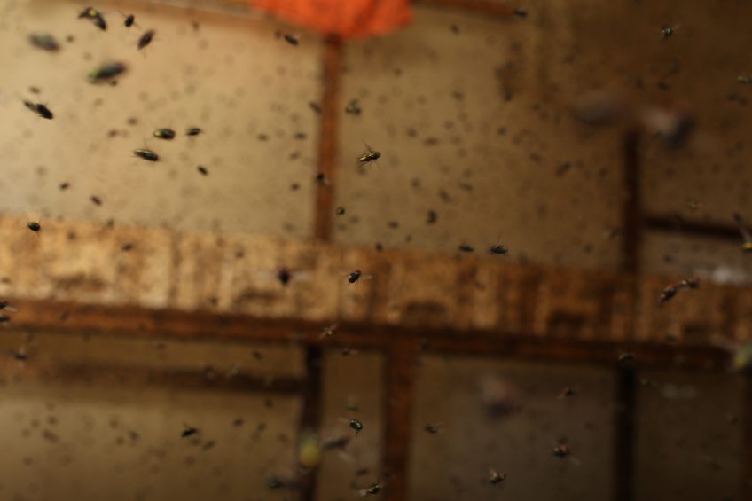The fully closed insect production system of ZooProtein uses the common Greenbottle fly to re-process poultry waste. Photo: ZooProtein
