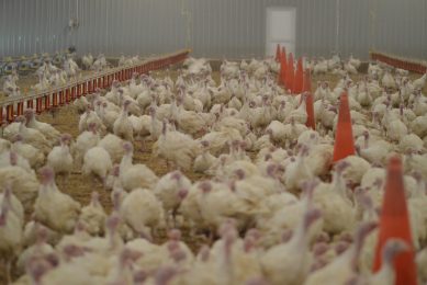 Quality British Turkey Scheme to be owned by Red Tractor Assurance