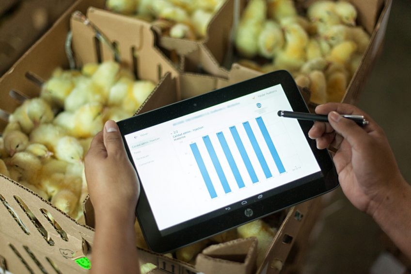 A dedicated application was used to carry out an audit on hatchery vaccination performances. Photo: Ceva Santé Animale