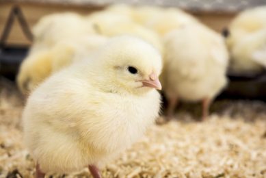 Reducing antibiotic use in young animals.Photo: Peter Vrábel