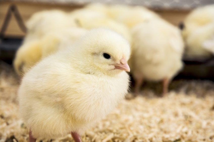 Reducing antibiotic use in young animals.Photo: Peter Vrábel