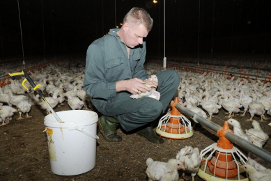 Although C. perfringens plays an important role in the pathogenesis of NE, it should be noted that this bacterial species is ubiquitous in the normal gut microbiota of vertebrates, including chickens.