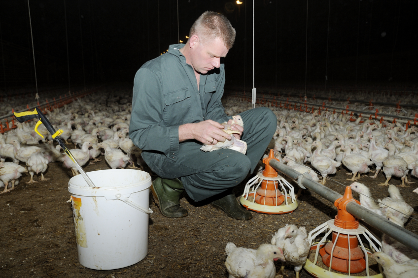Although C. perfringens plays an important role in the pathogenesis of NE, it should be noted that this bacterial species is ubiquitous in the normal gut microbiota of vertebrates, including chickens.