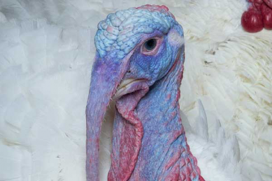Mexico: Turkey is not just for Christmas