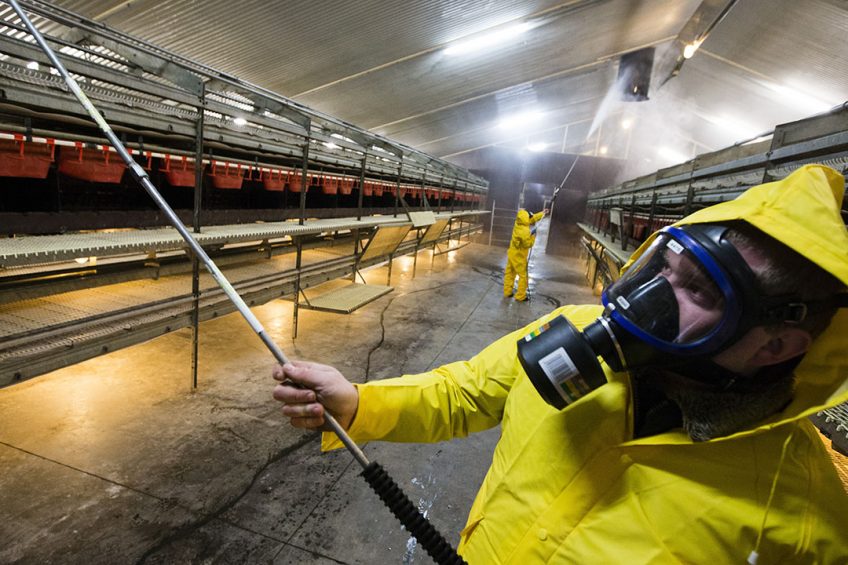 Russian veterinary body Rosselhoznadzor has been negotiating with the Chinese customs service, discussing the possibility of allowing Russian poultry farms with the highest level of sanitary protection to continue exporting poultry. Photo: Anne van der Woude