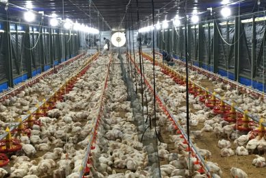 Awareness crucial in antibiotic use. Photo: Rick van Emous