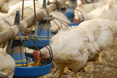 Fine for halal slaughterhouse that scalded live poultry. Photo:  Design Pics Inc/REXShutterstock