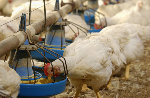 Fine for halal slaughterhouse that scalded live poultry. Photo: Design Pics Inc/REXShutterstock