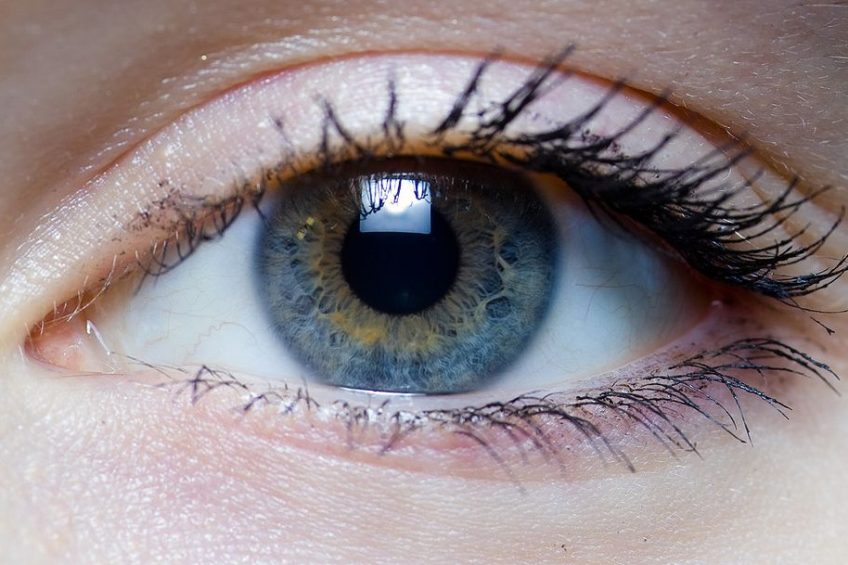 Growing evidence that eggs improve eye health. Photo: Wikimedia - Laitr Keiows