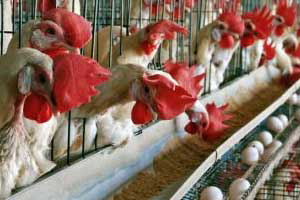 India: bird flu prompts feed ban