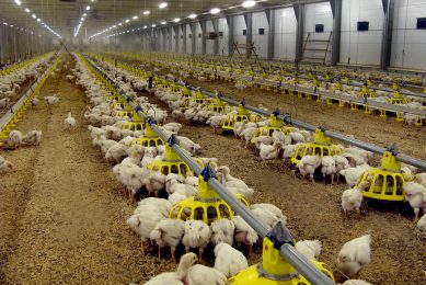 Russian poultry producers are able to compete with the world s leading poultry producers, maybe not always in terms of production costs, but certainly on quality. Photo: Vladislav Vorotnikov