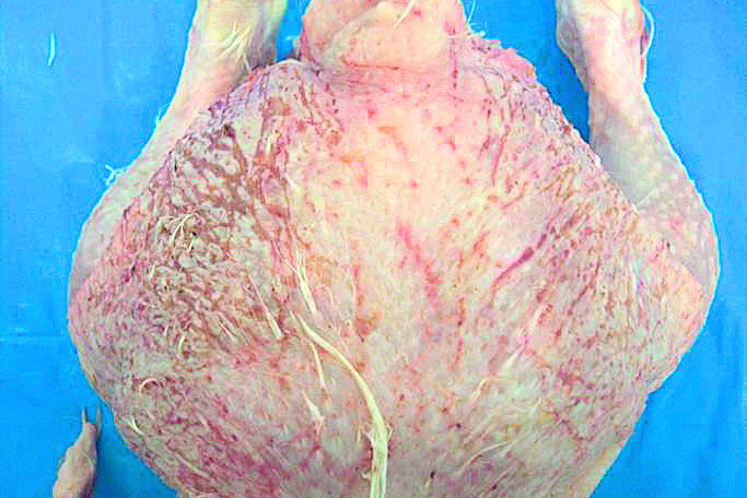 Photo credit: Ricket science web