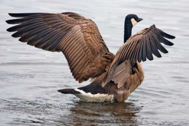 WUR examines HPAI spread through wild birds