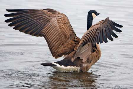WUR examines HPAI spread through wild birds