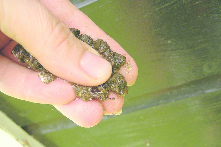 Moist droppings. Photo: Louis Bolkinstituut