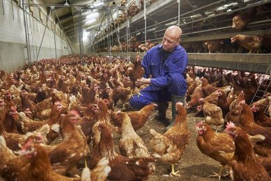 One of the issues for the egg sector was that precision tools, while often affordable, had difficulty in transitioning from prototypes to commercial systems. Photo: Van Assendelft
