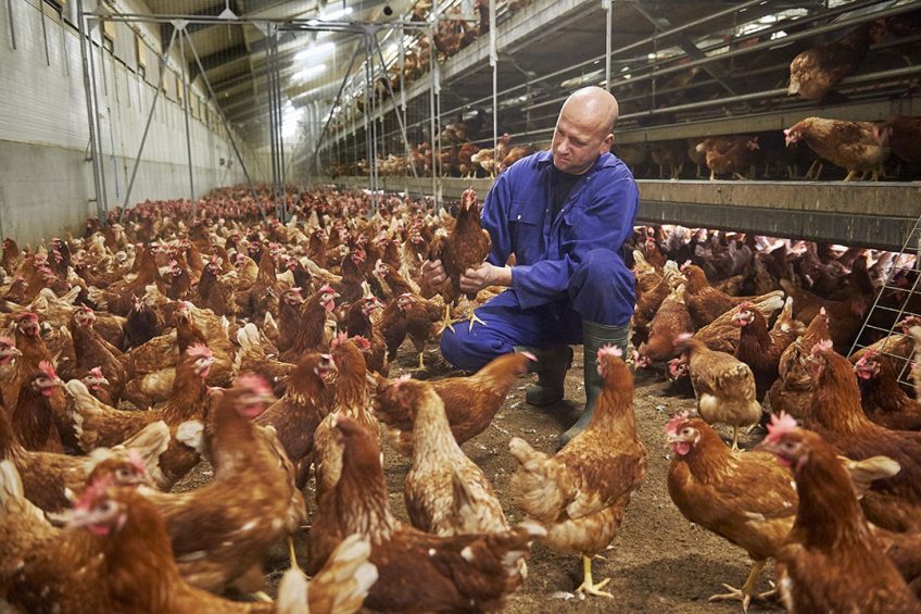 One of the issues for the egg sector was that precision tools, while often affordable, had difficulty in transitioning from prototypes to commercial systems. Photo: Van Assendelft
