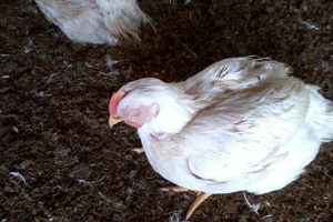 Tackling avian pneumovirus in the field