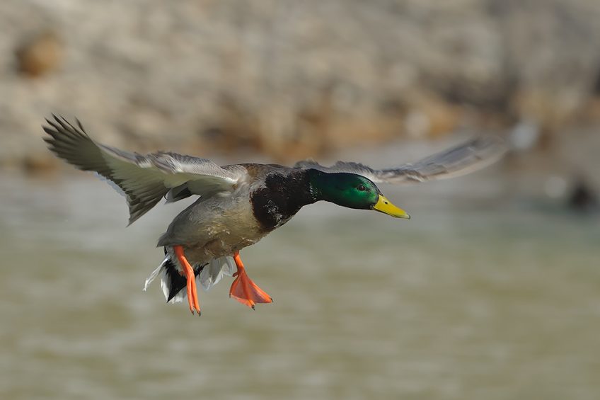 High path AI may not persist in wild birds. Photo: Wikimedia / Bert de Tilly