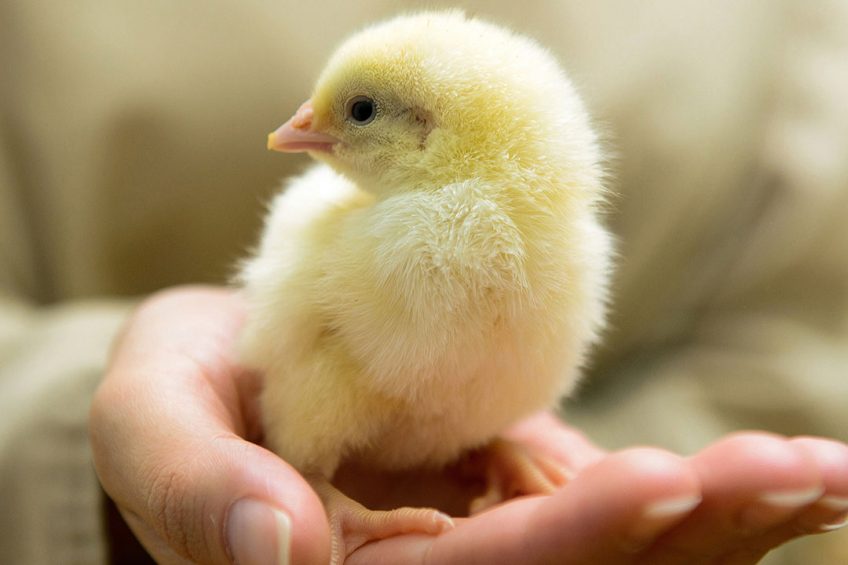 Photo: Shutterstock