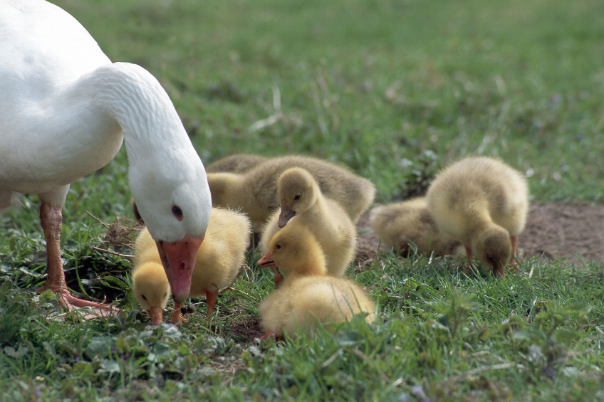 Russian-Hungarian project to launch goose farm