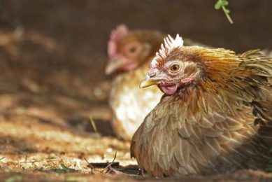 Genetic engineering could revolutionise poultry vaccines. Photo: Christian Heinrich / imageBROKER/REX/Shutterstock